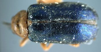 Media type: image;   Entomology 27358 Aspect: habitus dorsal view